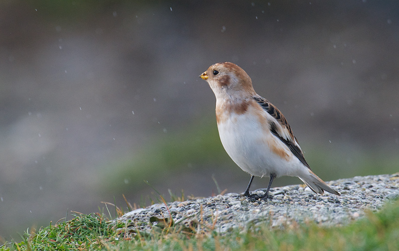 Snøspurv - Snow bunting (Plectrophemax nivalis).jpg